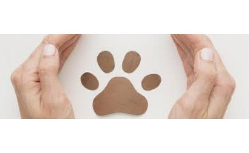 O caso da cadela Kim em Congonhas: uma história com final feliz que serve de alerta para evitar uma tragédia na Aviação Civil